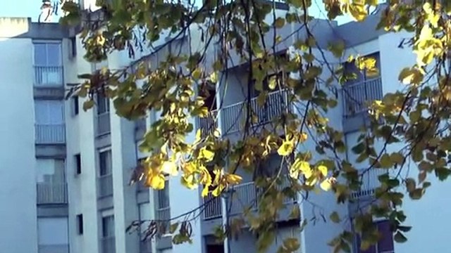 LES W-D.D. MICHOU64 NEWS - 21 NOVEMBRE 2020 - PAU - RAVALEMENT RÉSUMÉ DE LA SEMAINE N° 47 DU 16 AU 20 NOVEMBRE