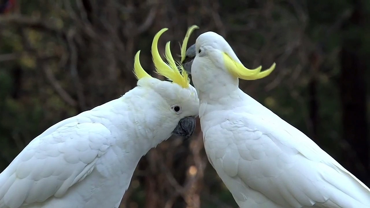 BIG WHITE BIRDS CARESSING EACH OTHER
