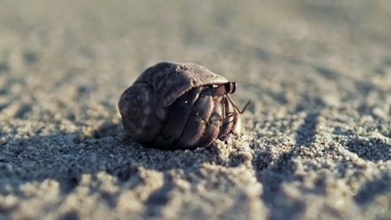 CRAB WALKING ON THE SAND BLACK SCORPION WALKING CLOSEUP