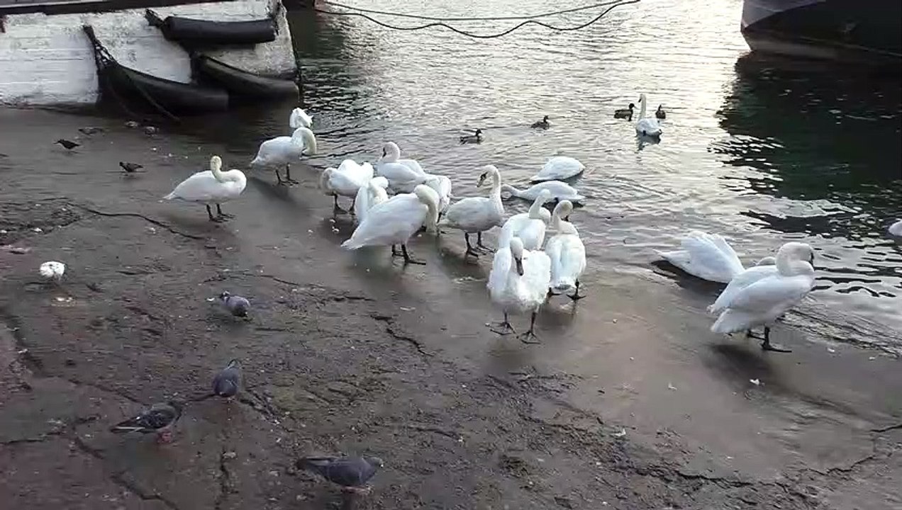 Swans clean their feathers
