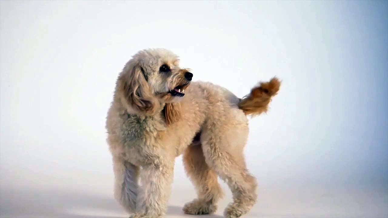 DOG PLEYING IN SLOW MOTION
