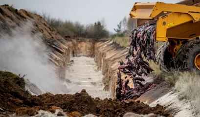 Le Danemark va déterrer les 15 millions de carcasses de visons exterminées