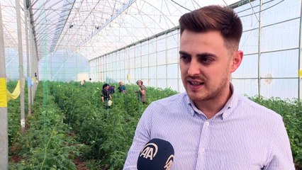 ANTALYA - Karpuz görünümlü 'mini meyve' görenleri şaşırtıyor