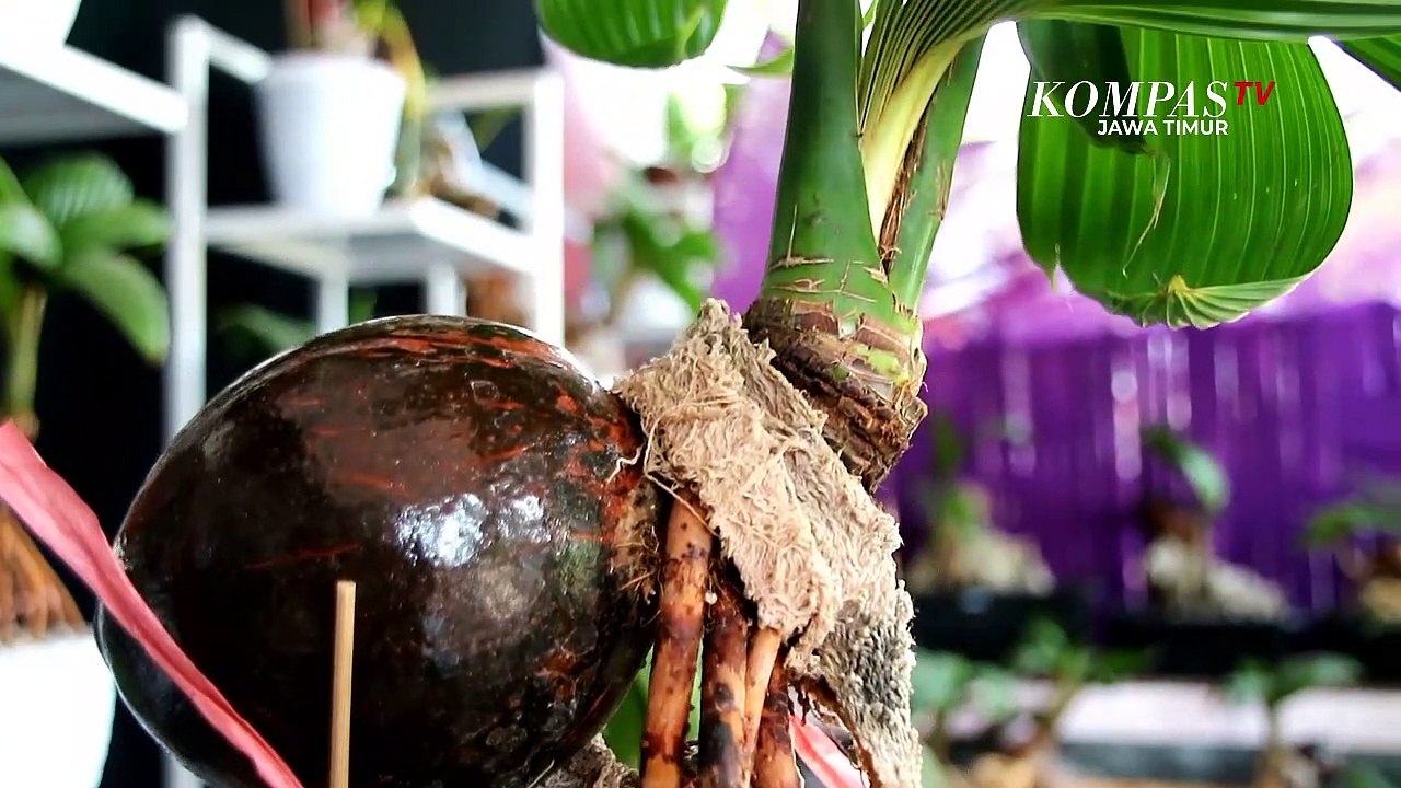 Si Unik Bonsai Kelapa, dari Hobi Jadi Bisnis