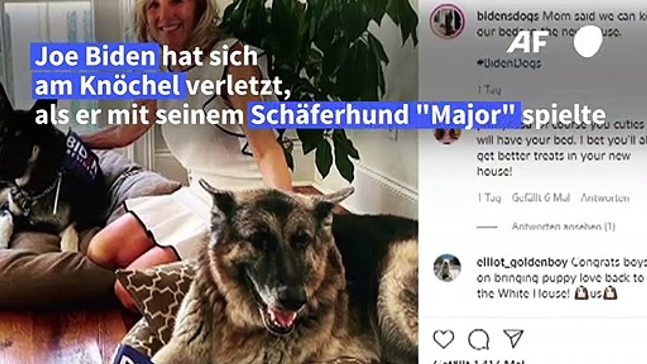 Joe biden verletzt sich beim spielen mit seinem schäferhund