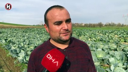 KAYNARCA’DA LAHANA HASADI BAŞLADI