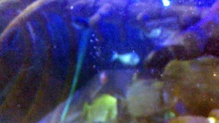 Hunstanton sea life centre Norfolk