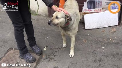Ce chien errant a chamboulé les vacances de cette touriste, qui s’est démenée pour sauver l’animal