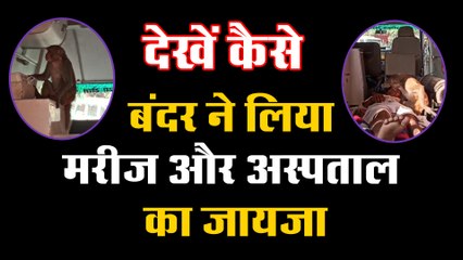 देखें कैसे बंदर ने लिया मरीज और अस्पताल का जायजा