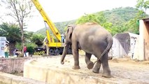 Einsamster Elefant der Welt hat neues Zuhause