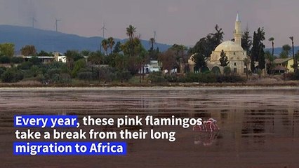 On their way to Africa, pink flamingos stop over in Cyprus