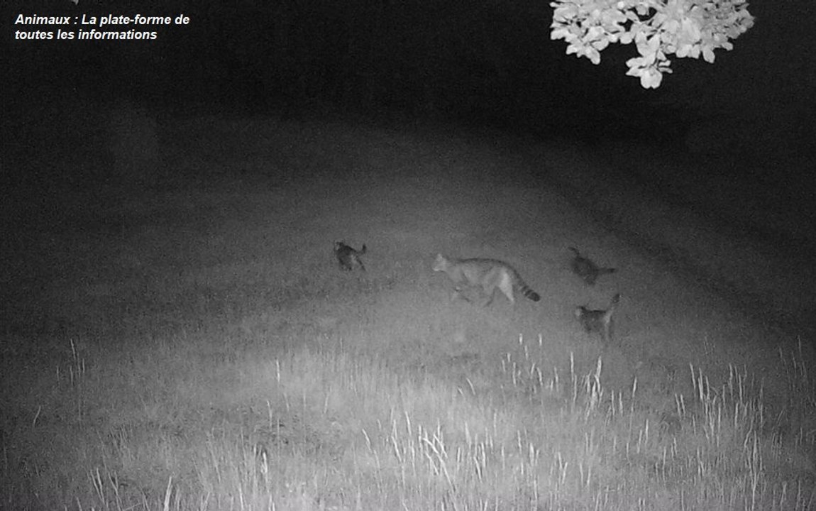 L’Hérault : une nouvelle espèce de chats fait son apparition !