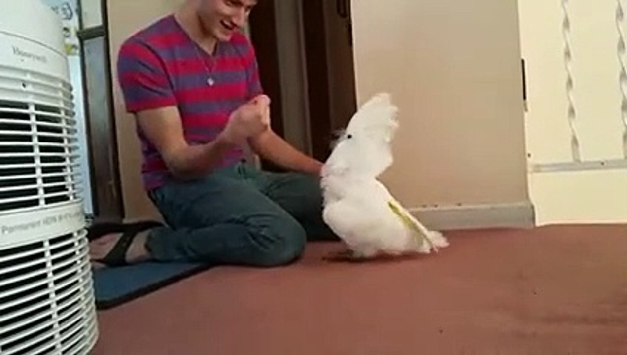 Il s’amuse avec son perroquet en lui faisant croire qu’il a pris son nez