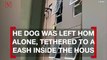 Dog Falls From Third Story Window, Hangs On For Dear Life Until Firefighters Arrive
