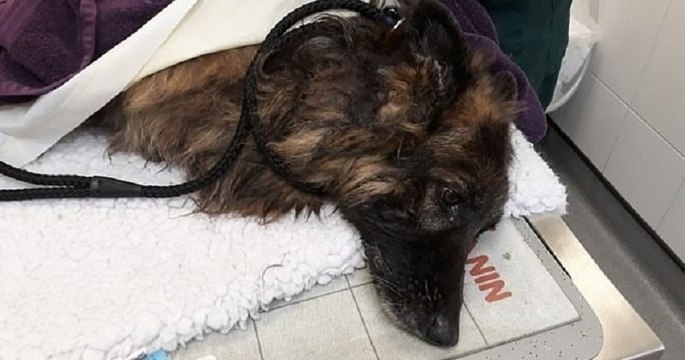 Une chienne jetée dans une rivière avec une pierre attachée à son cou a été secourue par une passante qui a sauté dans l'eau