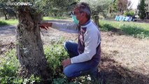 Cambiamento climatico: olivicoltura a terra