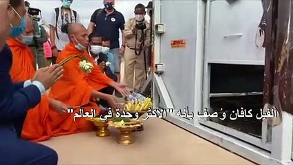 المغنية شير تستقبل الفيل كافان في كمبوديا بعد إنقاذه من باكستان