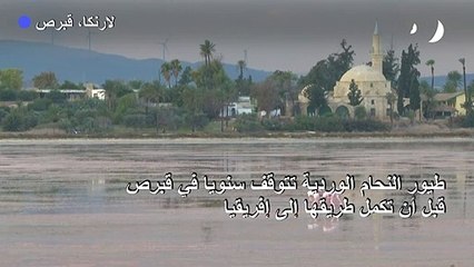 طيور النحام الوردية تتوقف في قبرص قبل أن تكمل طريقها إلى إفريقيا