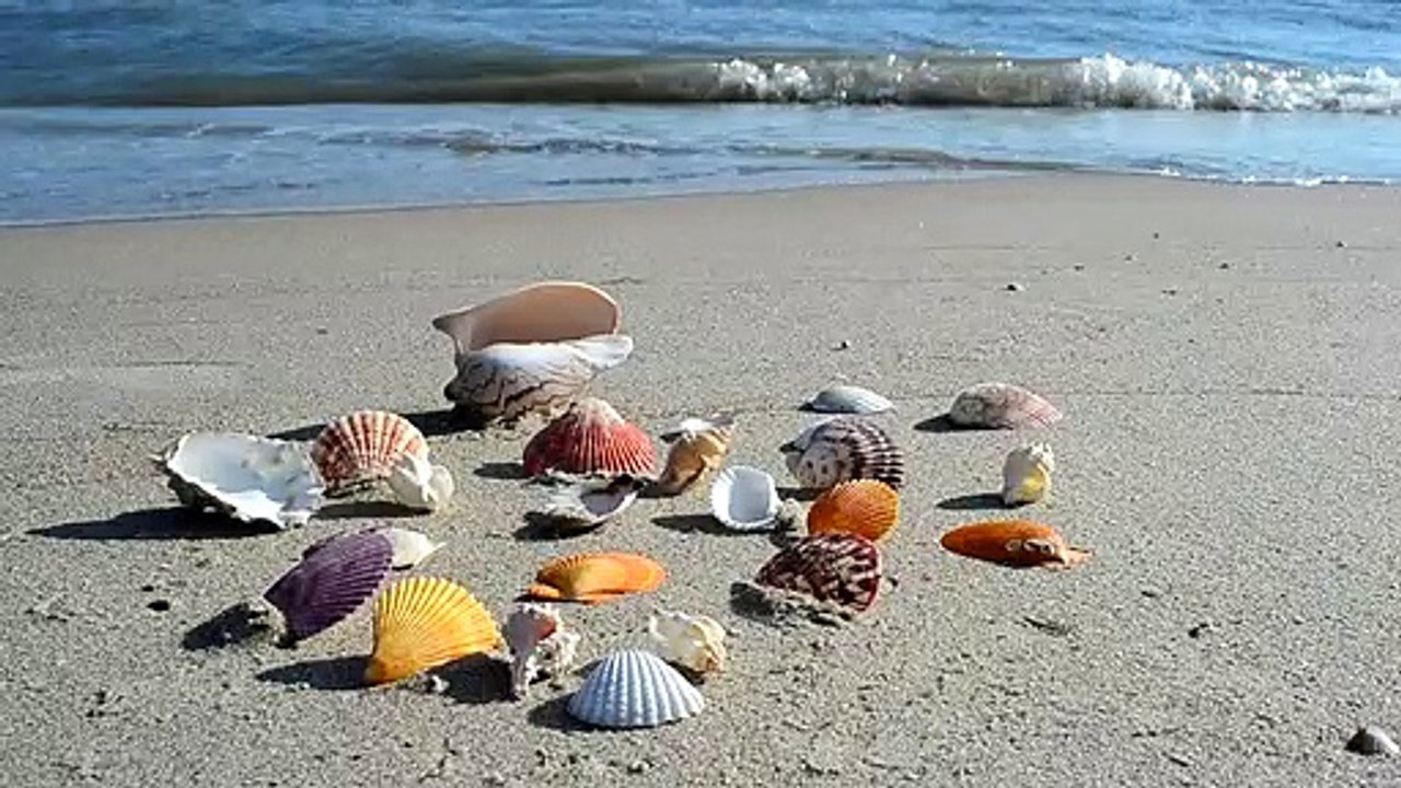Shells on the shore natural beautiful royalty Free Stock no copyright video Free for commercial use dron dron aerial view