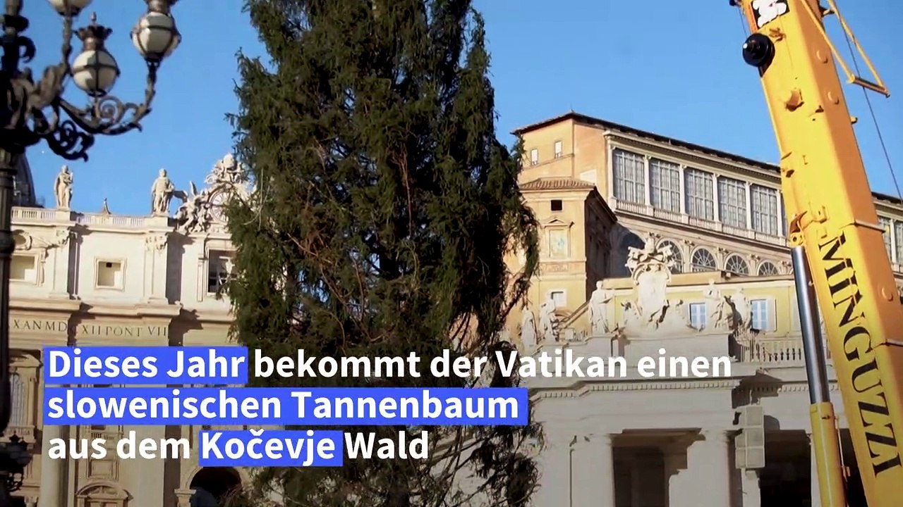 Weihnachtsbaum im Vatikan stammt aus Slowenien