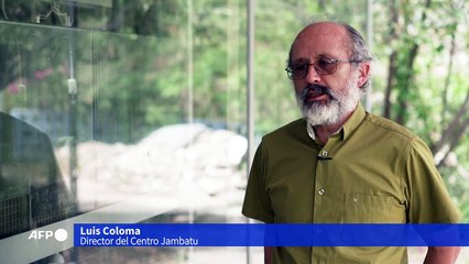 El arca que salvó a una variedad de sapos de la desaparición en Ecuador