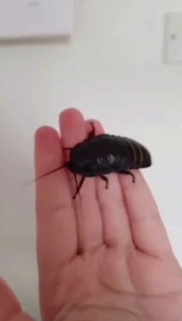 Certains ont des chiens, lui a des insectes... Animaux de compagnie insolites