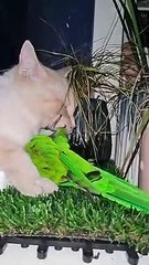 Cette perruche adore embêter le chat