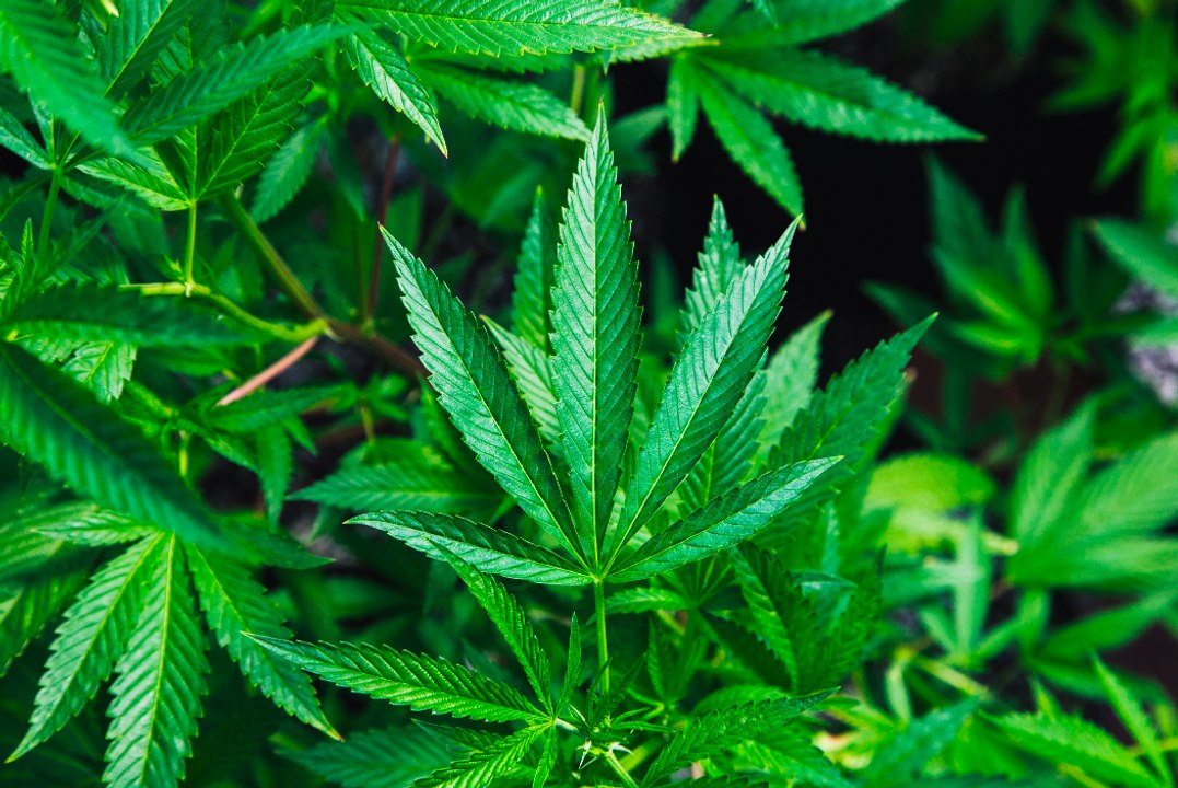 ¿Marihuana legal en México?