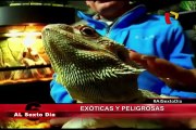 Curiosas y peligrosas: Las mascotas más exóticas que puedas tener en casa