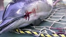 Una petición enviada a la UE quiere evitar las muertes de cetáceos atrapados en las redes de pesca