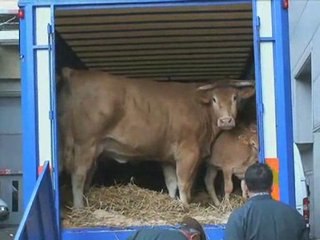 L'arrivée des animaux au salon de l'agriculture