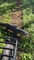 Alligator Blocks Motorcyclists Path