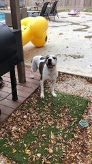 Older Dog Still Knows How to Play