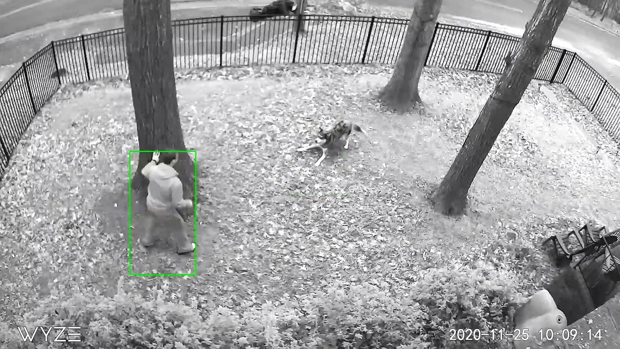Man Chases Dog Around Yard