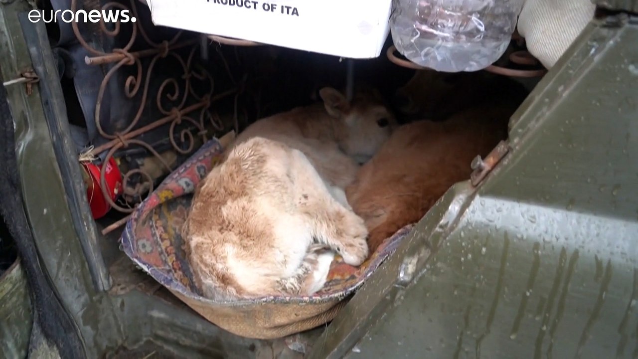 Auszug aus Bergkarabach: Bauern treiben ihr Vieh nach Armenien