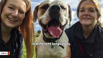 Abandoned German-speaking dog learns English so he can get adopted
