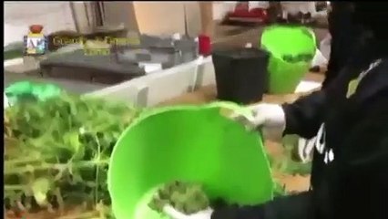 Capiago Intimiano (CO) - Fabbrica di marijuana in un  capannone 2 arresti (30.11.20)