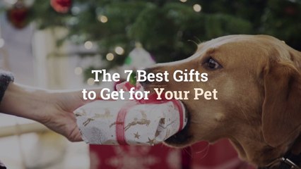 The 7 Best Gifts to Get for Your Pet