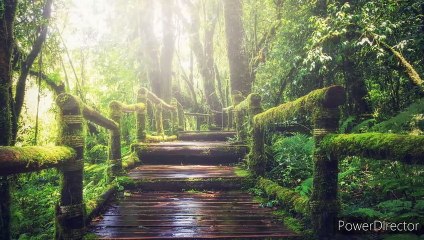 Beautiful bridges in the world