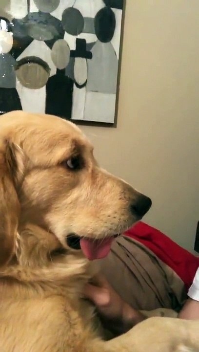 Lusco Malouf the Golden is a Dog of Action