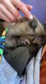 Baby Beaver Beeps