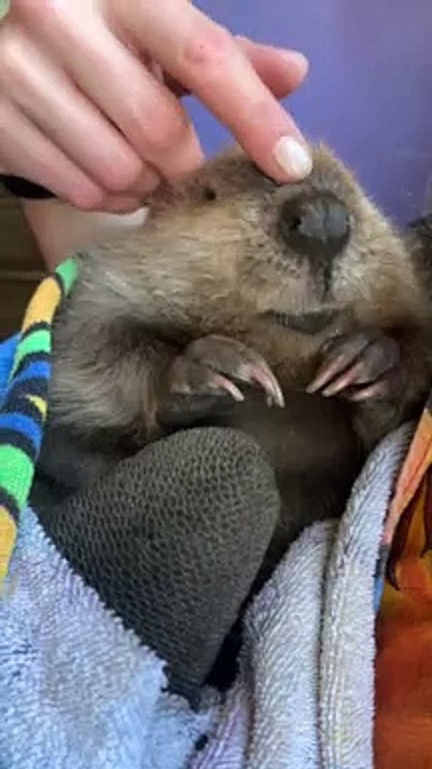⁣Baby Beaver Beeps