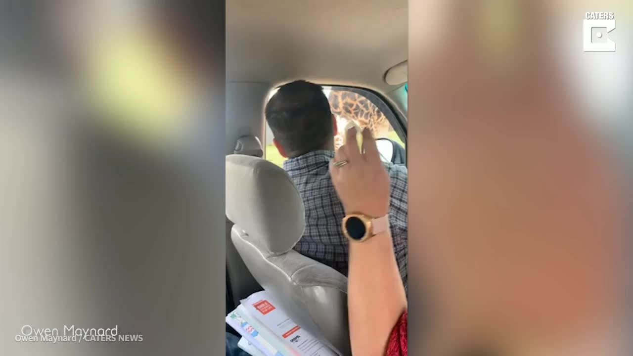 Safaripark: Giraffe klaut Kind das Essen