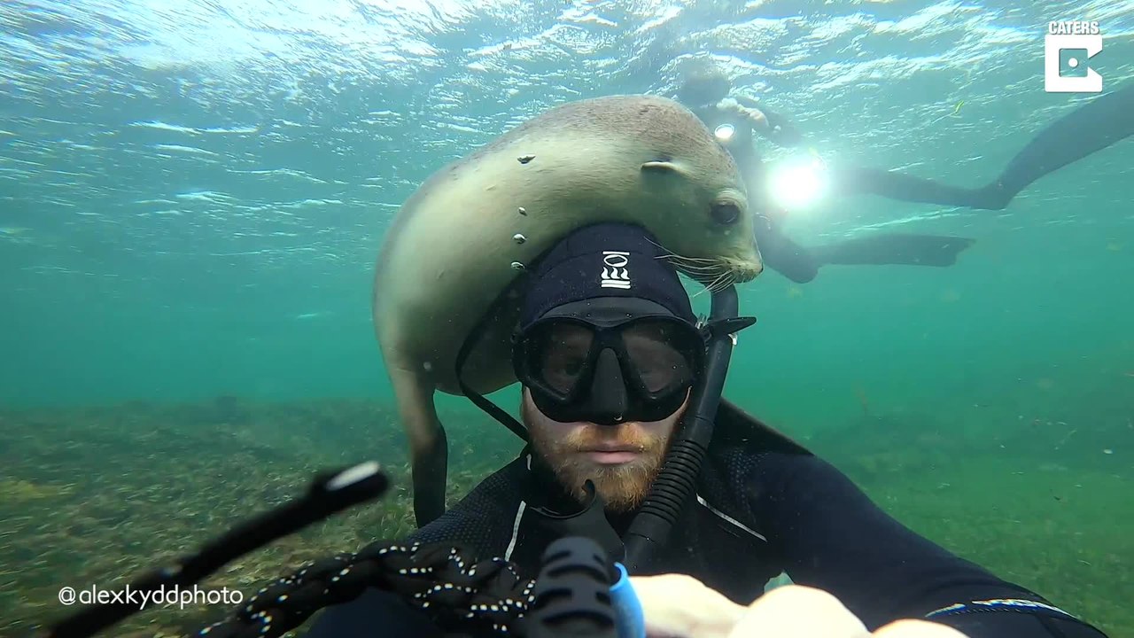 Verspielter Seelöwe schmust mit Taucher