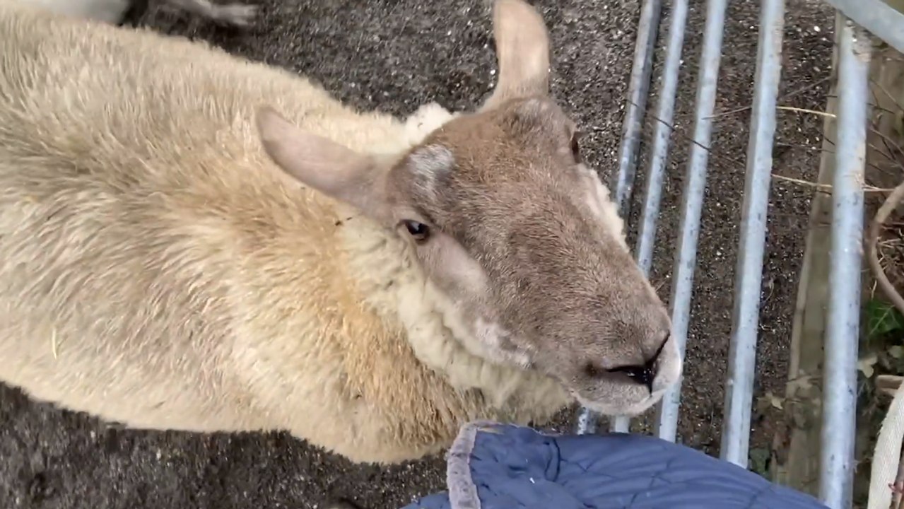 Dieses Schaf lebt lieber mit Hunden als mit Artgenossen