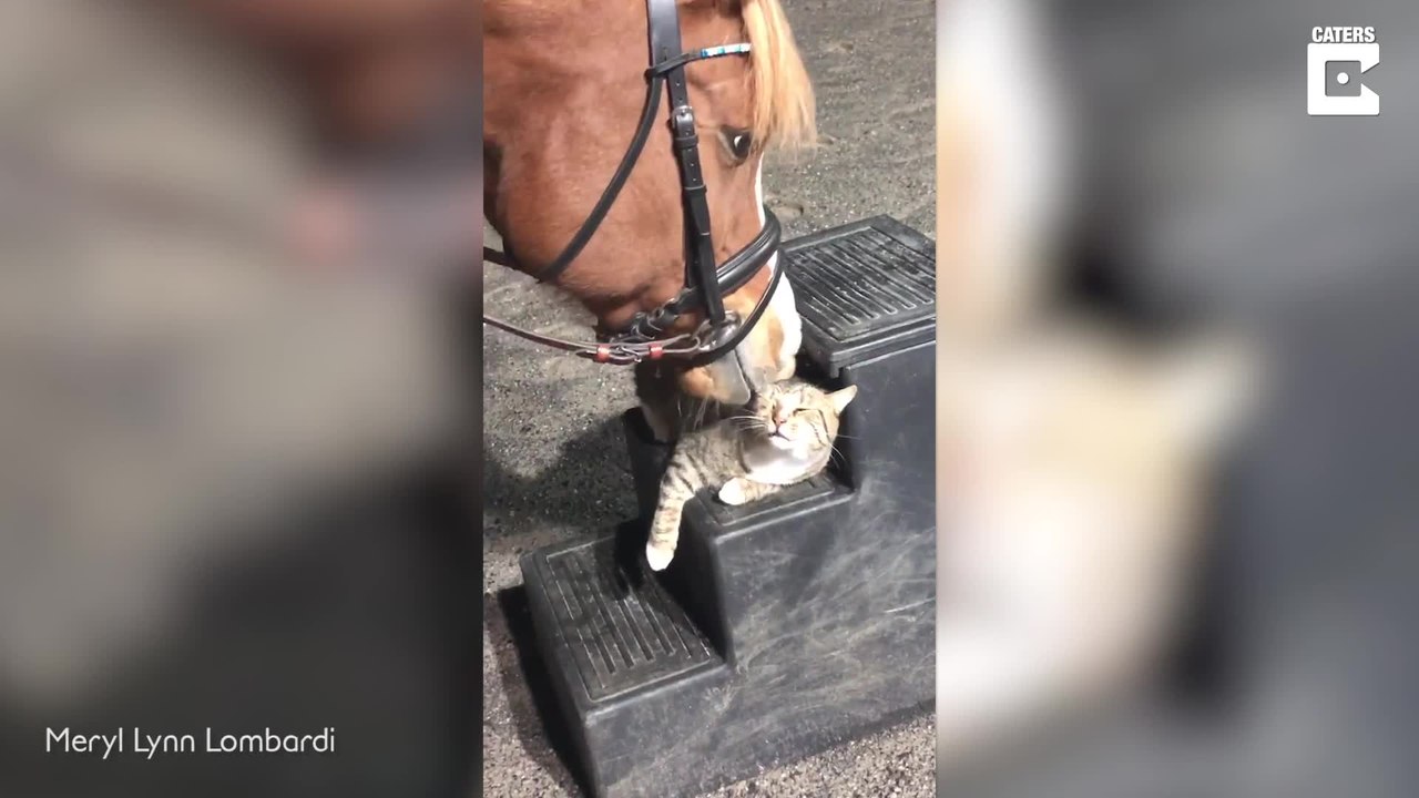 Pferd und Katze sind beste Freunde