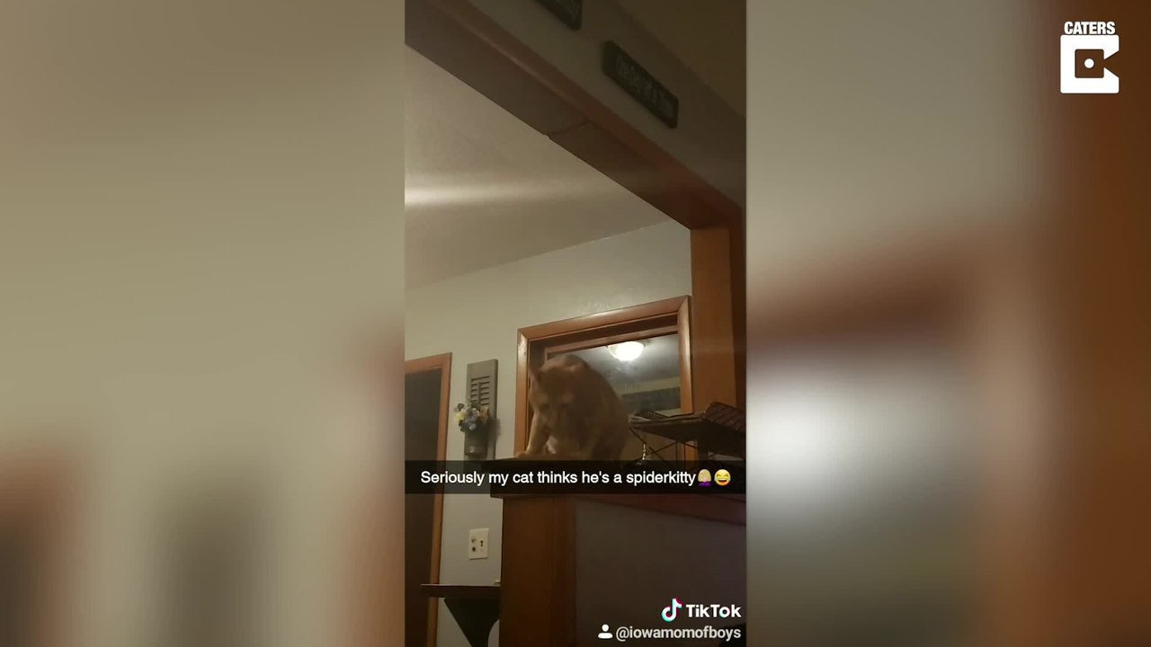 Vergesst Spider Pig: Jetzt kommt Spider Kitty!