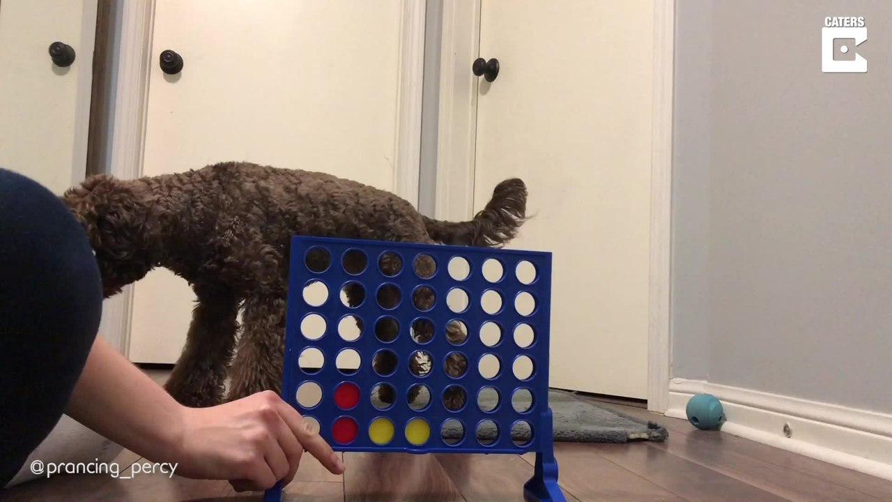 Clever: Hündchen kann 'Vier gewinnt' spielen!