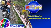 Người đưa tin 24G (6g30 ngày 1/12/2020) - Đàn khỉ ở Sơn Trà kéo xuống đường xin thức ăn