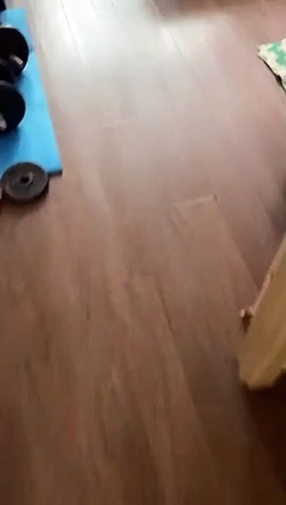 French Bulldog Plays the Toy Trumpet